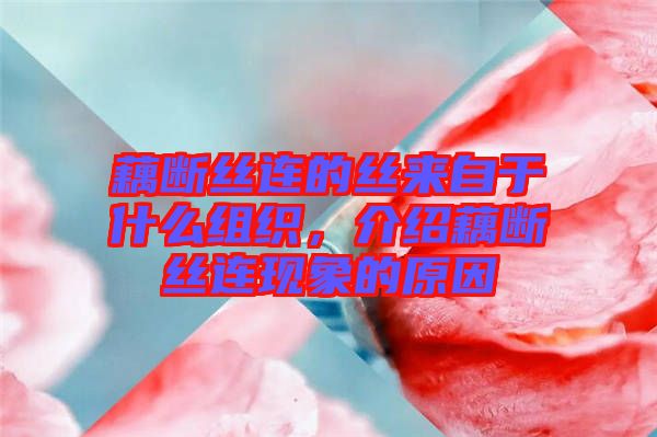 藕斷絲連的絲來自于什么組織，介紹藕斷絲連現象的原因