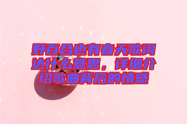 野百合也有春天歌詞達什么意思，詳細介紹歌曲背后的情感