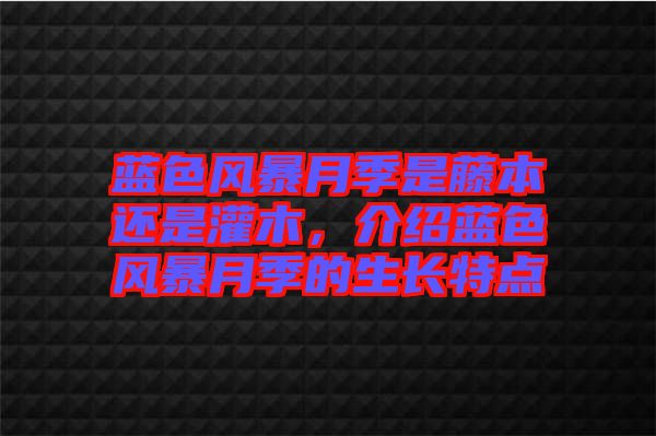 藍色風暴月季是藤本還是灌木，介紹藍色風暴月季的生長特點